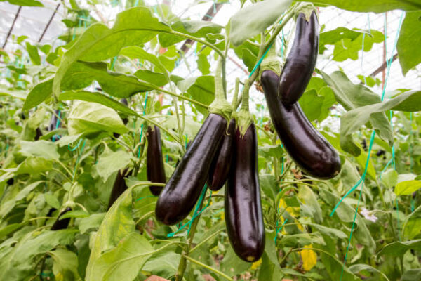 brinjal1