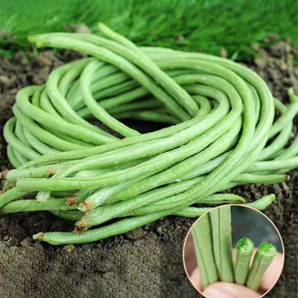 green-long-beans-1-images