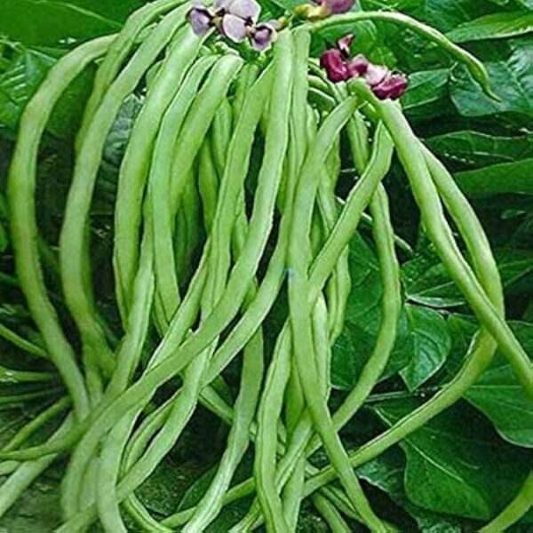 green-long-beans-5